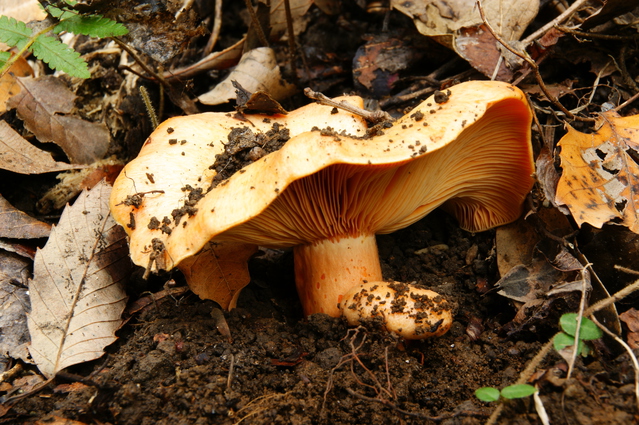 アカモミタケ きのこ図鑑