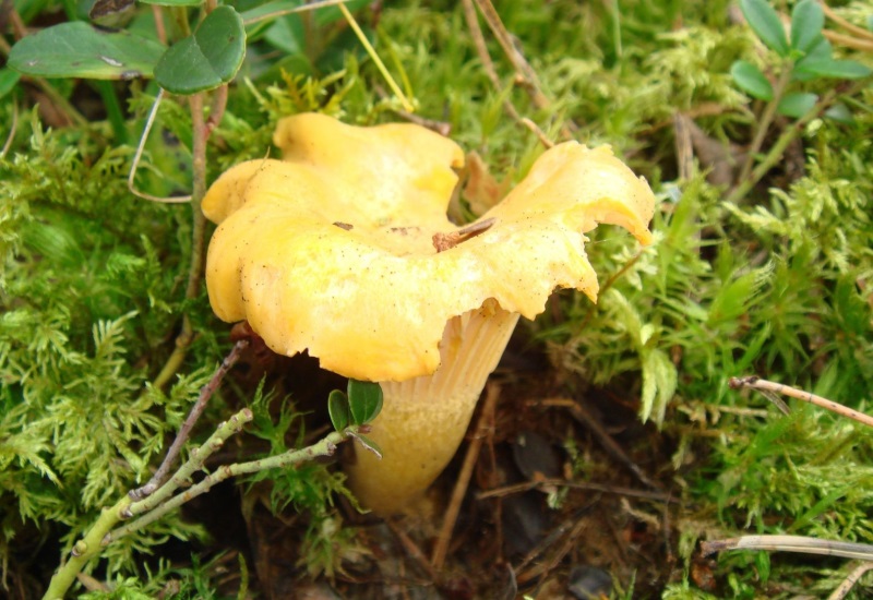 アンズタケ きのこ図鑑