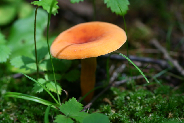 チチタケ きのこ図鑑