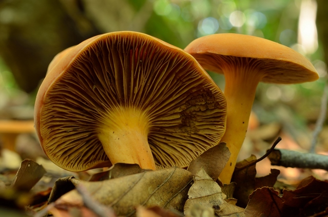 チチタケ きのこ図鑑