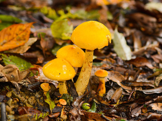 コガネタケ きのこ図鑑