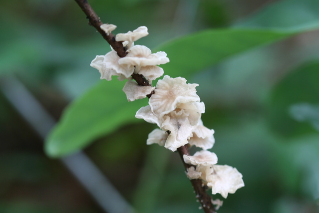 シロキクラゲ きのこ図鑑
