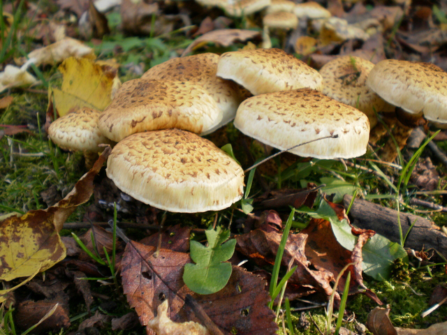 ツチスギタケ きのこ図鑑