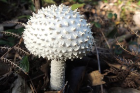 シロオニタケ写真1