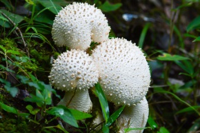 シロオニタケ写真2